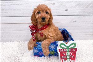 Flora - Goldendoodle, Mini for sale