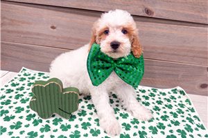 Murphy - puppy for sale