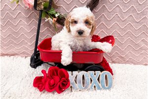 Murphy - Poodle, Miniature for sale