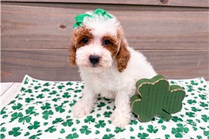 Marissa - Poodle, Miniature for sale