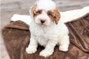 Melissa - Miniature Poodle for sale