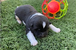 Drew - puppy for sale