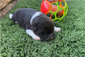 Dallas - puppy for sale