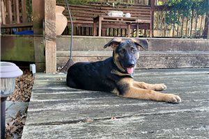Atticus - German Shepherd for sale