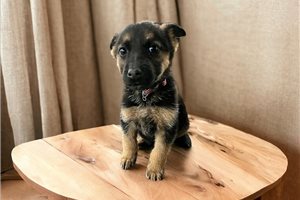 Quinn - German Shepherd for sale