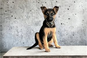 Zoe - German Shepherd for sale
