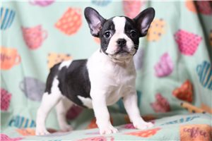 Tess - Frenchton for sale