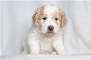 Declan - puppy for sale
