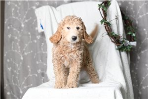 Daisy - Goldendoodle for sale