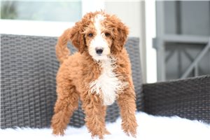Timber - Goldendoodle for sale