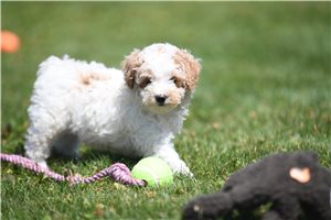 Carly - Goldendoodle, Mini for sale