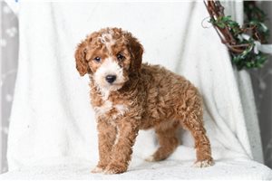 Hazel - Miniature Poodle for sale