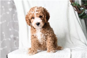 Hadley - Poodle, Miniature for sale