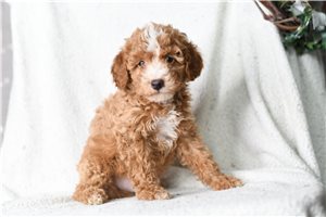Hunter - Poodle, Miniature for sale