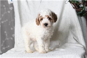 Harrison - Poodle, Miniature for sale