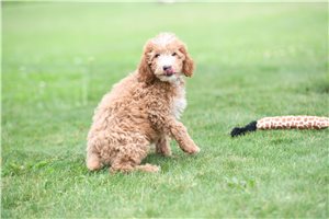 Hunter - Miniature Poodle for sale