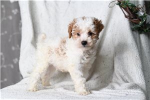 Hayden - Miniature Poodle for sale