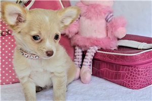 Sally - Chihuahua for sale