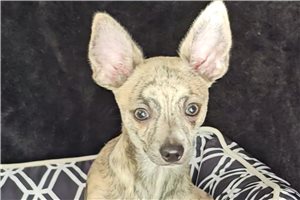 Georgie - Chihuahua for sale