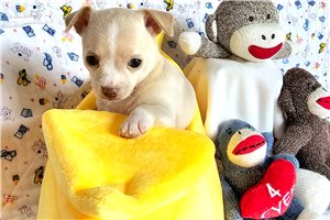 Sydney - Chihuahua for sale