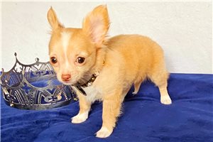 Isaiah - Chihuahua for sale