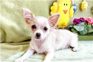 Tiff - Chihuahua for sale