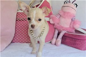 Sydney - Chihuahua for sale
