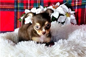 Haira - Chihuahua for sale