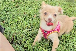 Sally - Chihuahua for sale