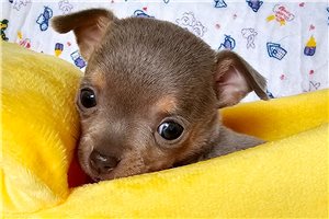 Sugar - Chihuahua for sale