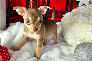 Hailey - Chihuahua for sale