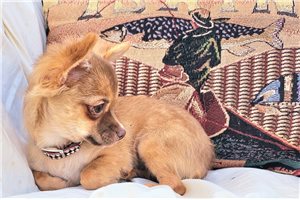 Liam - Chihuahua for sale