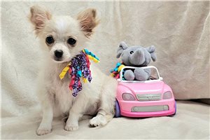 Tiff - Chihuahua for sale