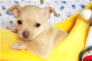 Seamus - Chihuahua for sale