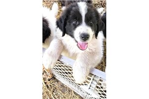 Bruno - Mixed/Other for sale