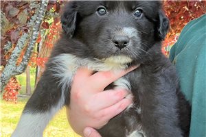 Archie - Mixed/Other for sale