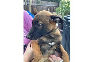 Liam - Belgian Malinois for sale
