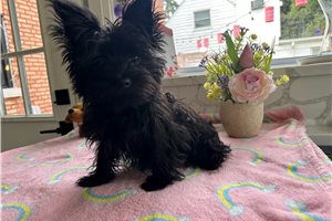 Scotty - Morkie / Yorktese for sale
