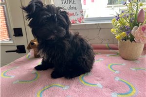 Sierra - Morkie / Yorktese for sale