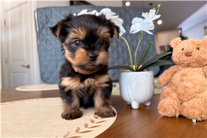 Captain - Yorkshire Terrier - Yorkie for sale