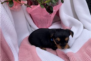 Carolina - Yorkshire Terrier - Yorkie for sale