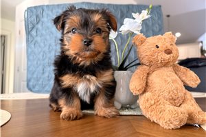 Courage - Yorkshire Terrier - Yorkie for sale