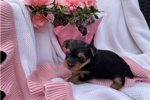 Chamblee - Yorkshire Terrier - Yorkie for sale