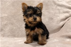 Cowboy - Yorkshire Terrier - Yorkie for sale