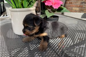 McCoy - puppy for sale