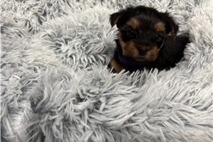 Christie - Yorkshire Terrier - Yorkie for sale