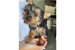Maddie - puppy for sale