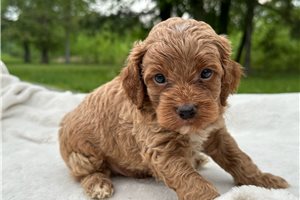 Biscuit - puppy for sale