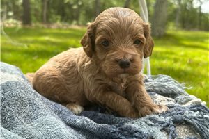Biscuit - puppy for sale