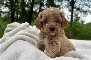 Brent - Cockapoo for sale